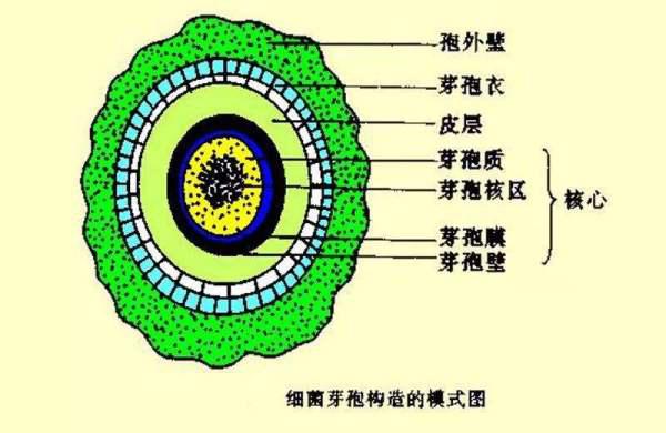 名词解释：芽孢