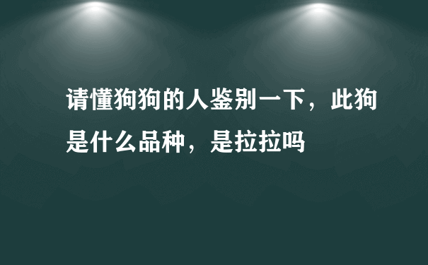 请懂狗狗的人鉴别一下，此狗是什么品种，是拉拉吗