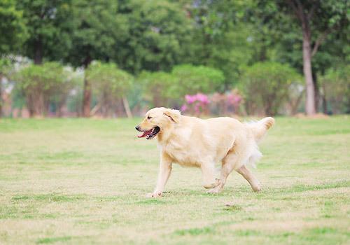 上班族能养金毛犬吗？而且第一次养会不会费用很高的？