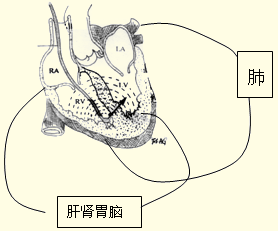 心尖搏动的搏动改变