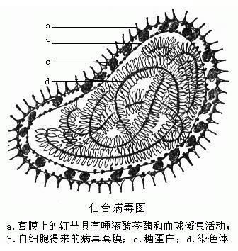 灭活的仙台病毒的抗原性和感染力是怎样的？