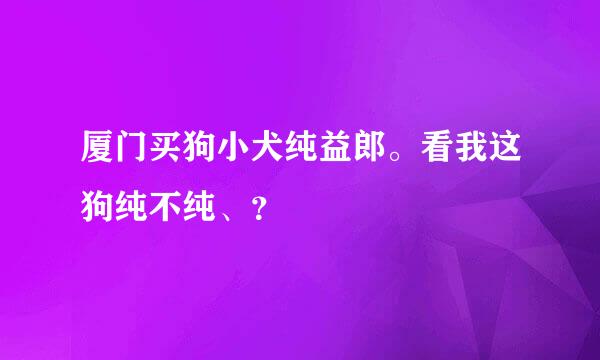 厦门买狗小犬纯益郎。看我这狗纯不纯、？