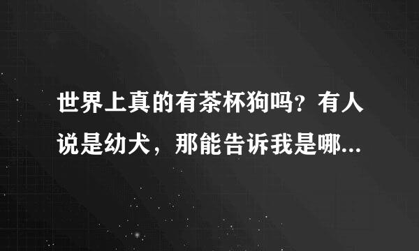 世界上真的有茶杯狗吗？有人说是幼犬，那能告诉我是哪种狗的幼犬吗？在广州哪里买得到？