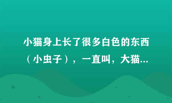 小猫身上长了很多白色的东西（小虫子），一直叫，大猫也不知道在哪里，怎么办？急！