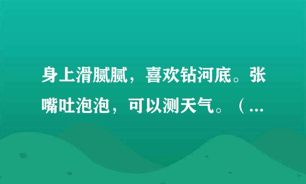 身上滑腻腻，喜欢钻河底。张嘴吐泡泡，可以测天气。（打一动物名）？