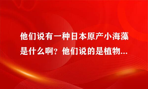 他们说有一种日本原产小海藻是什么啊？他们说的是植物。可以长大的。我想买一株送我男朋友。淘宝上有卖