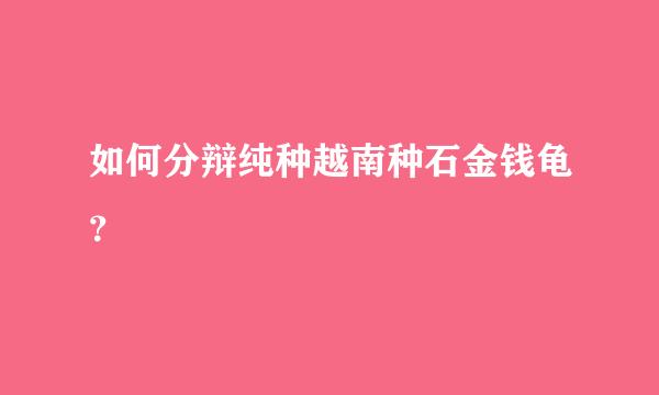 如何分辩纯种越南种石金钱龟？