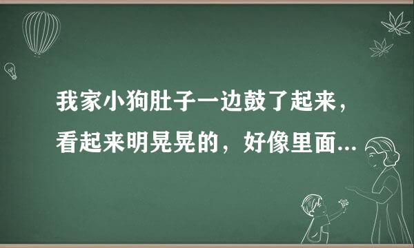 我家小狗肚子一边鼓了起来，看起来明晃晃的，好像里面都是液体，它也不叫了，没平常活泼了，是怎么回事啊？？？