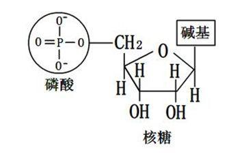 核苷酸的生物学作用主要有哪些