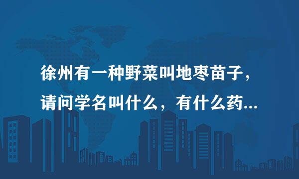 徐州有一种野菜叫地枣苗子，请问学名叫什么，有什么药用价值？