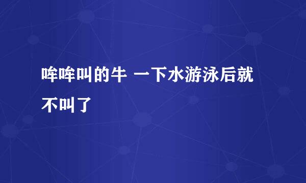 哞哞叫的牛 一下水游泳后就不叫了