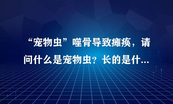 “宠物虫”噬骨导致瘫痪，请问什么是宠物虫？长的是什么样子啊？