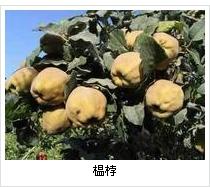 榅桲是什么植物？