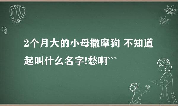 2个月大的小母撒摩狗 不知道起叫什么名字!愁啊```