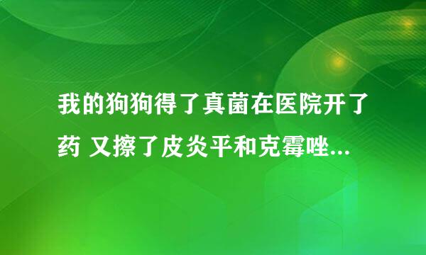 我的狗狗得了真菌在医院开了药 又擦了皮炎平和克霉唑 现在怎么在后腿上长黄色的脓包了