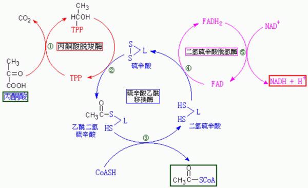 氨基酸如何变成乙酰辅酶A