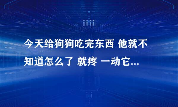 今天给狗狗吃完东西 他就不知道怎么了 就疼 一动它就喊 特别痛苦，我看着都难受 泰迪 7年了 是不是吓到他了 还是怎么了 哥哥姐姐们告诉我 我真难受死了 告诉我把 帮我解决好不好 我难过死了