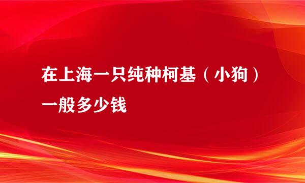 在上海一只纯种柯基（小狗）一般多少钱