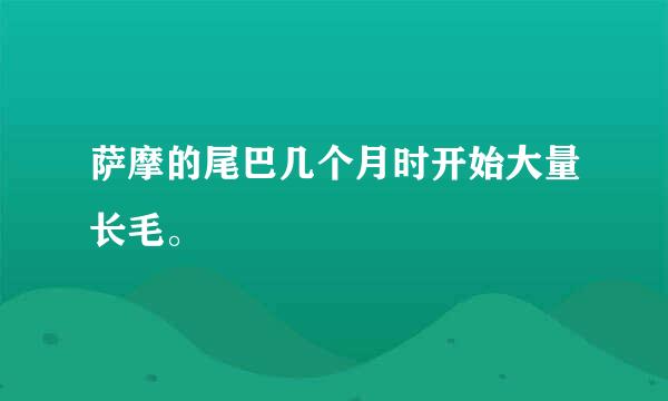 萨摩的尾巴几个月时开始大量长毛。