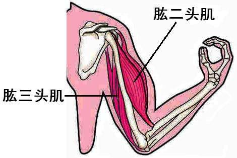 锻炼臂力最好方法