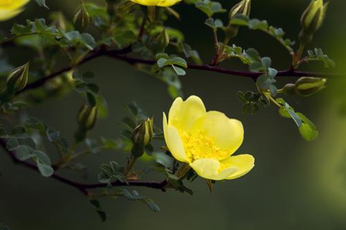 黄梅时节是什么季节