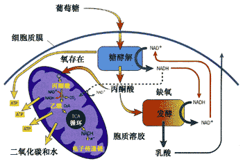 人体内细胞代谢的主要场所是什么？