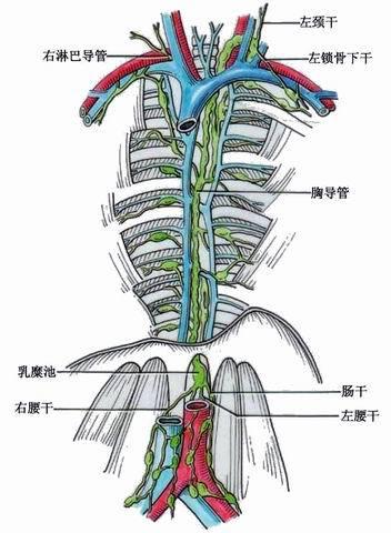 乳糜池是什么