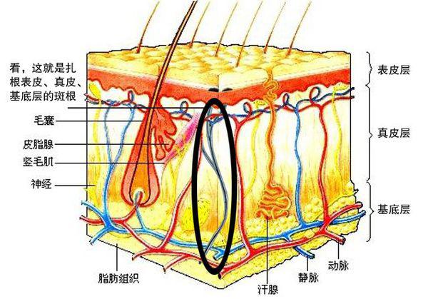 皮肤最外层,俗称表皮层,它分为几层