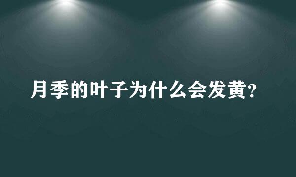 月季的叶子为什么会发黄？