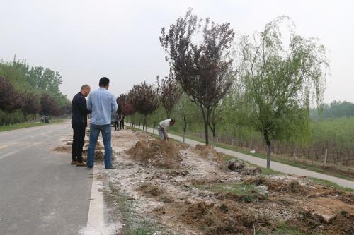 小区道路三七灰土层的白灰用量怎么算?