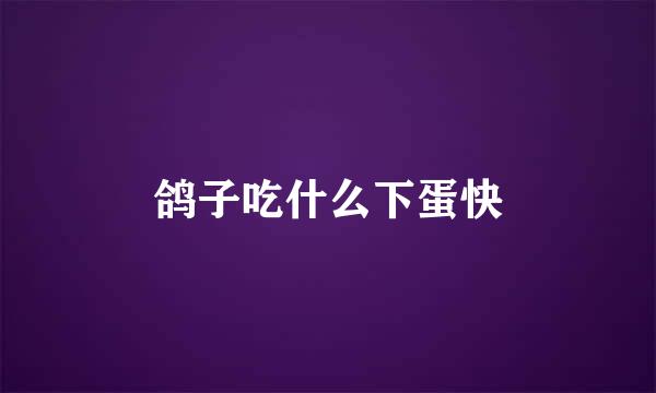 鸽子吃什么下蛋快