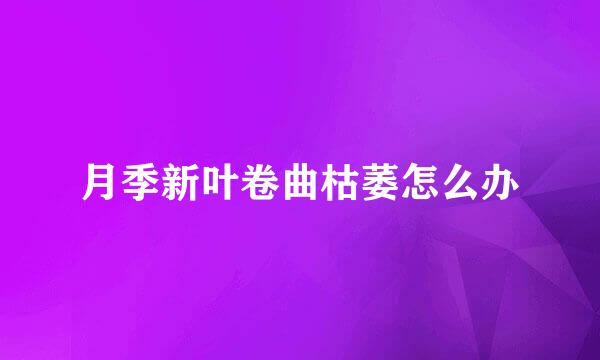 月季新叶卷曲枯萎怎么办