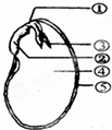 如图是菜豆种子的结构，请回答：（1）菜豆种子的基本结构包括______和______．其中______是新植物的幼体