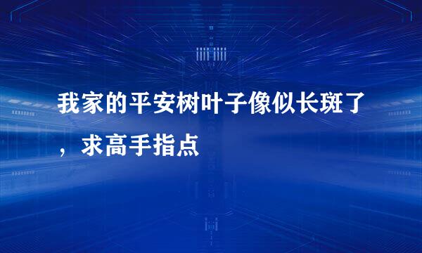 我家的平安树叶子像似长斑了，求高手指点