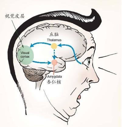 杏仁核的位置