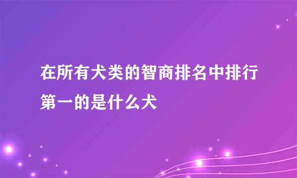 在所有犬类的智商排名中排行第一的是什么犬