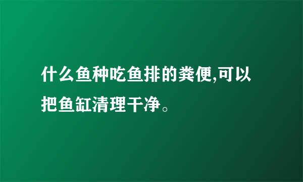 什么鱼种吃鱼排的粪便,可以把鱼缸清理干净。