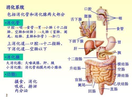 胃肠哪个部位是升结肠？