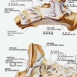 脚结构的介绍