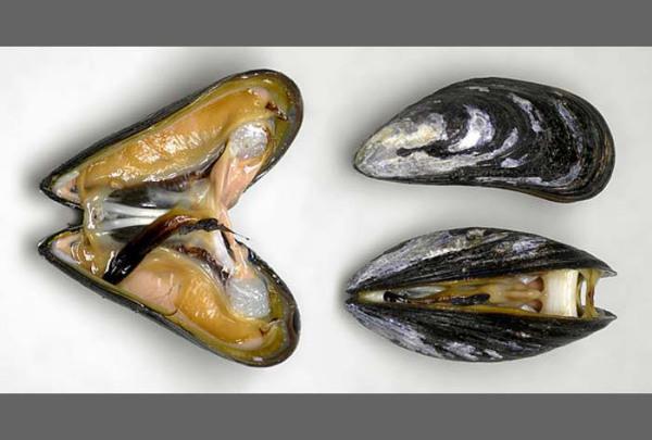 mussel 与clam的区别是什么？