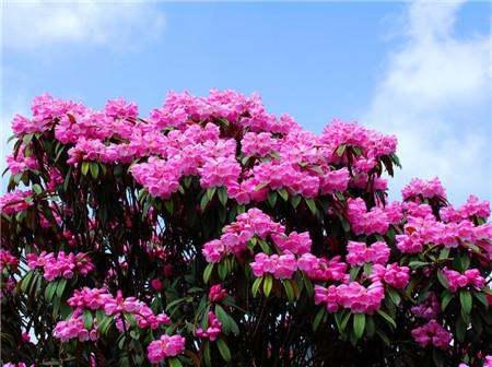 杜鹃花几月份开花？