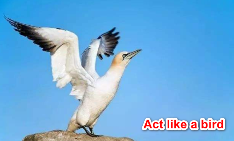 Act like a bird怎么翻译？