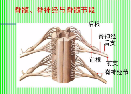 脊髓节段的名词解释