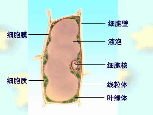 液泡有什么功能？