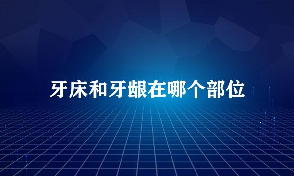 牙床和牙龈在哪个部位