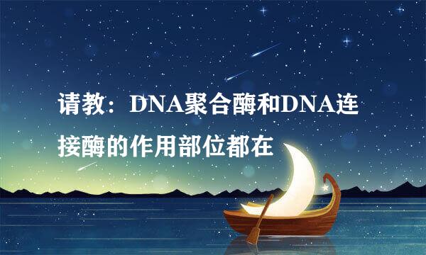 请教：DNA聚合酶和DNA连接酶的作用部位都在