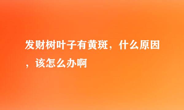 发财树叶子有黄斑，什么原因，该怎么办啊