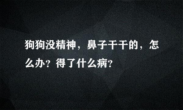 狗狗没精神，鼻子干干的，怎么办？得了什么病？