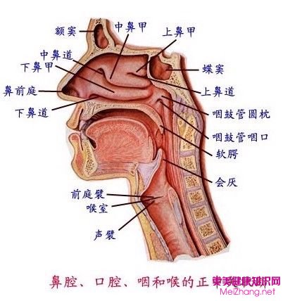 鼻腔结构图，看的懂的帮忙讲解。