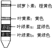 用纸层析法分离叶绿体中的色素，四种色素扩散速度最快和最慢的分别是（　　）A．叶绿素a；胡萝卜素B．胡